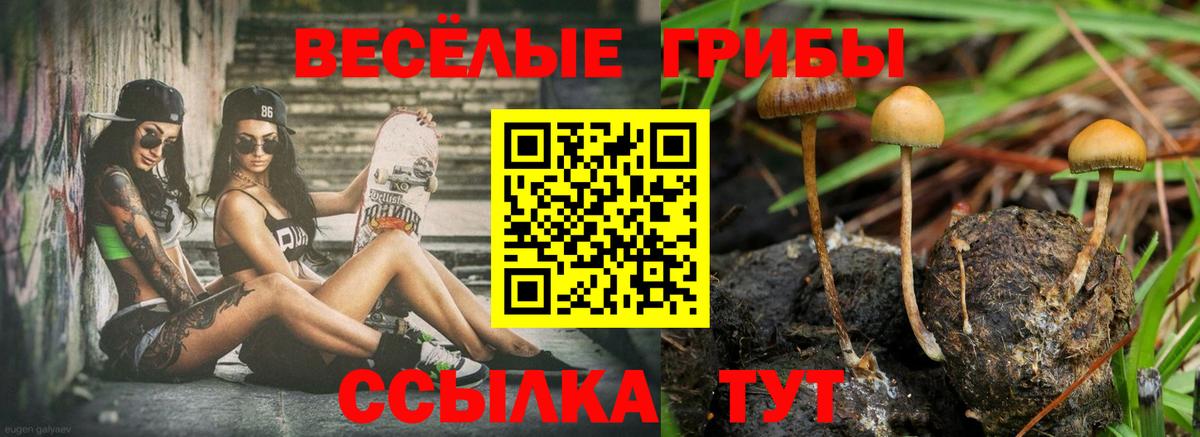 где купить наркотик  Псилоцибиновые грибы Cubensis  Вход с VPN  Губкин 